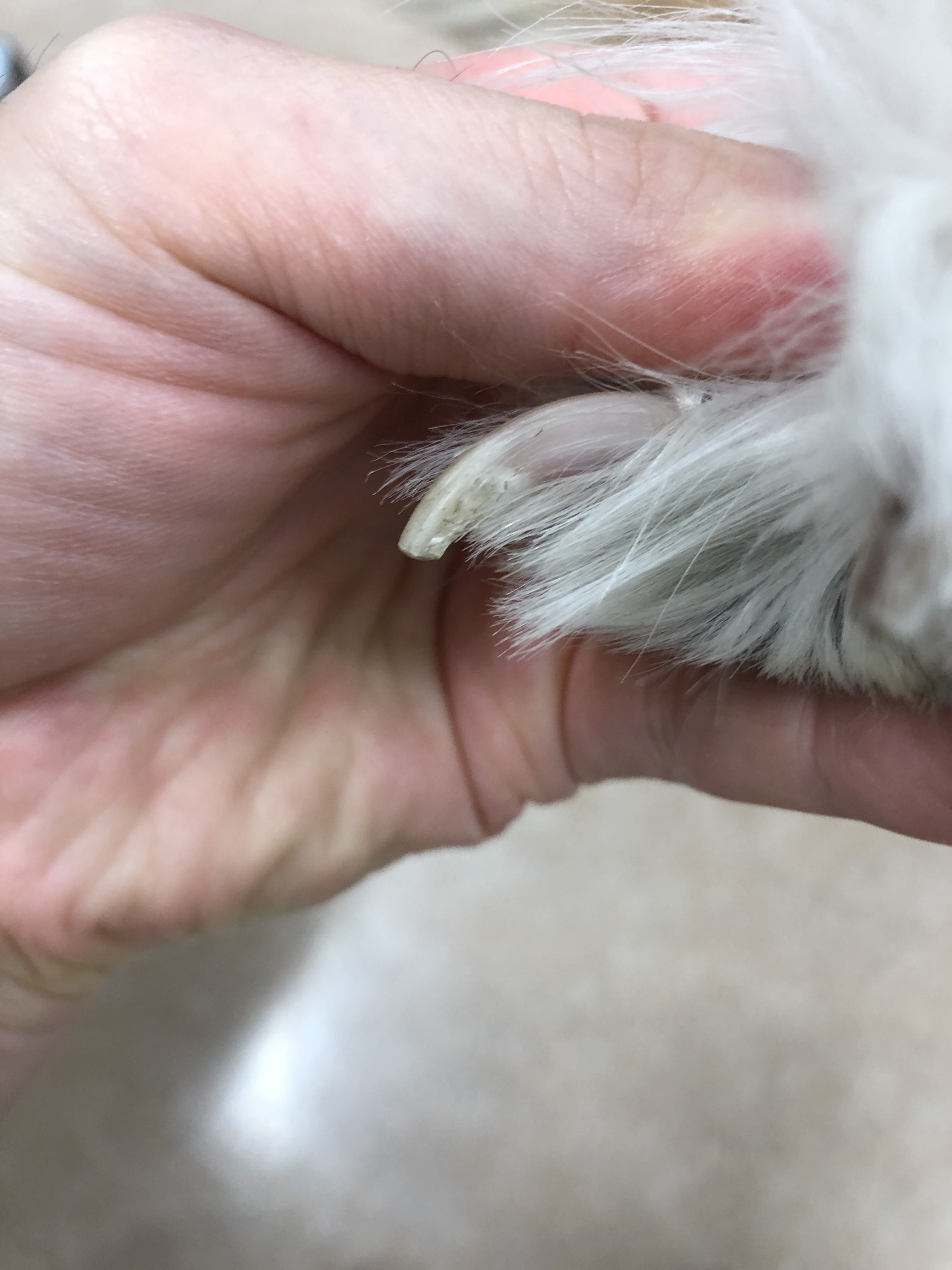 犬の爪切りのお悩み全てを獣医師が徹底解説 初心者でもできるオススメの方法も紹介 自由な獣医師ブログ