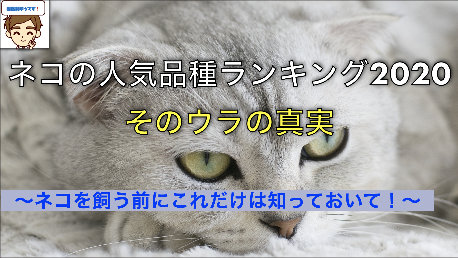 獣医が教える】猫の人気品種ランキングのウラの真実〜寿命、不利な性格