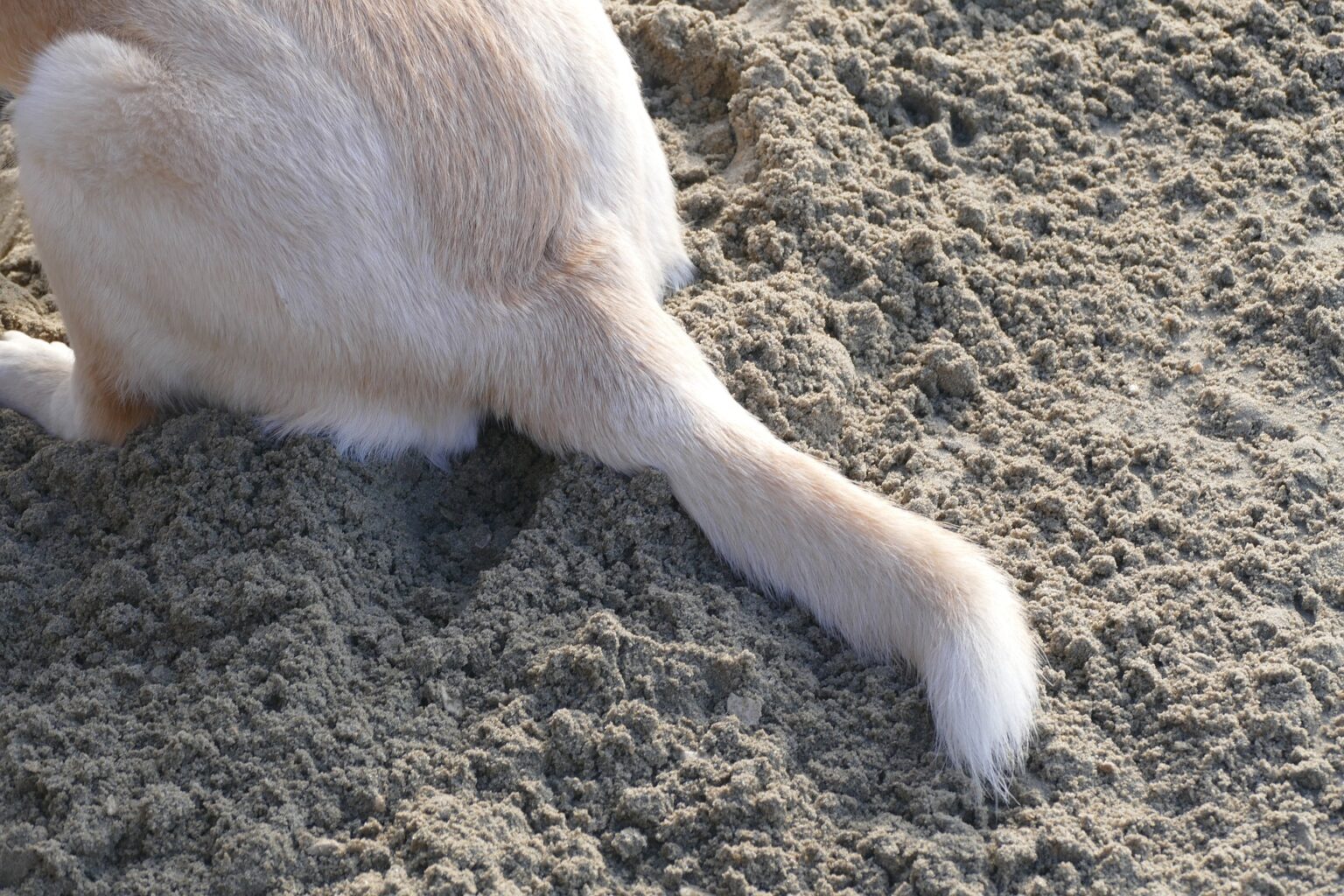 老犬がぐるぐる回るときの原因、対策、治療法を獣医がわかりやすく解説 自由な獣医師ブログ 老犬がぐるぐる回るときの原因、対策、治療法を獣医がわかりやすく解説 自由な獣医師ブログ