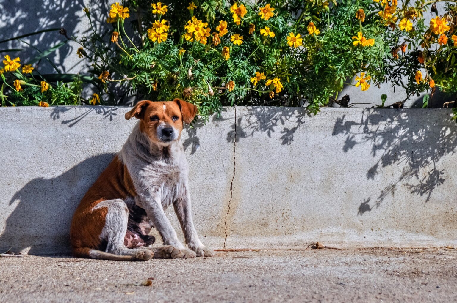 老犬がぐるぐる回るときの原因、対策、治療法を獣医がわかりやすく解説 自由な獣医師ブログ 老犬がぐるぐる回るときの原因、対策、治療法を獣医がわかりやすく解説 自由な獣医師ブログ